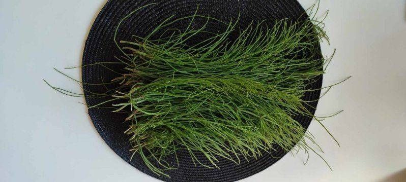 Suszony skrzyp polny 15g