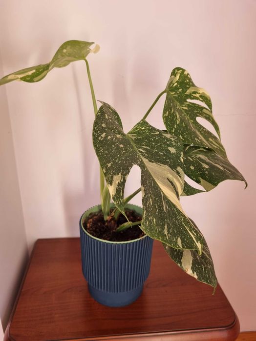 Monstera Variegata 58 cm
