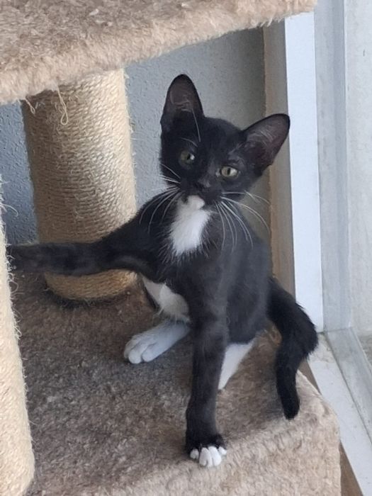 Gatinha adoção responsável