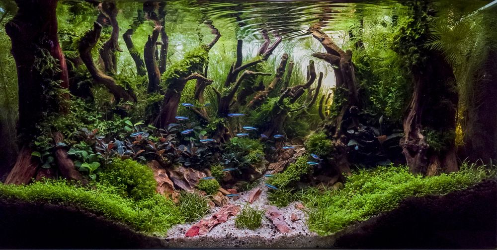Akwarium Aranżacja