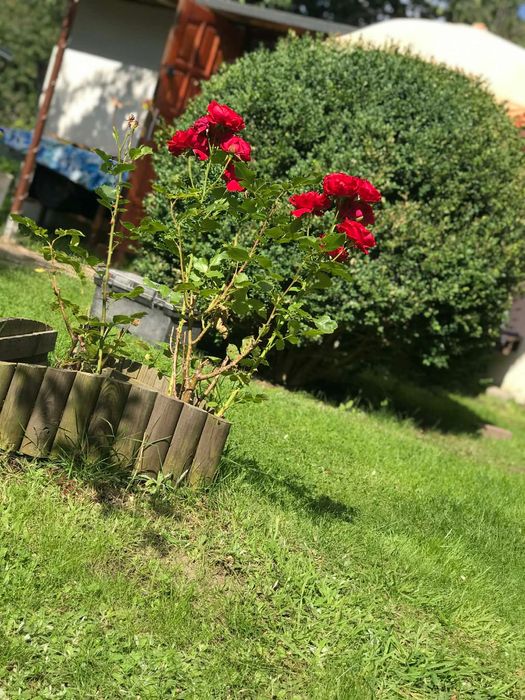 Działka ROD Gdynia Babie Doły 342m2