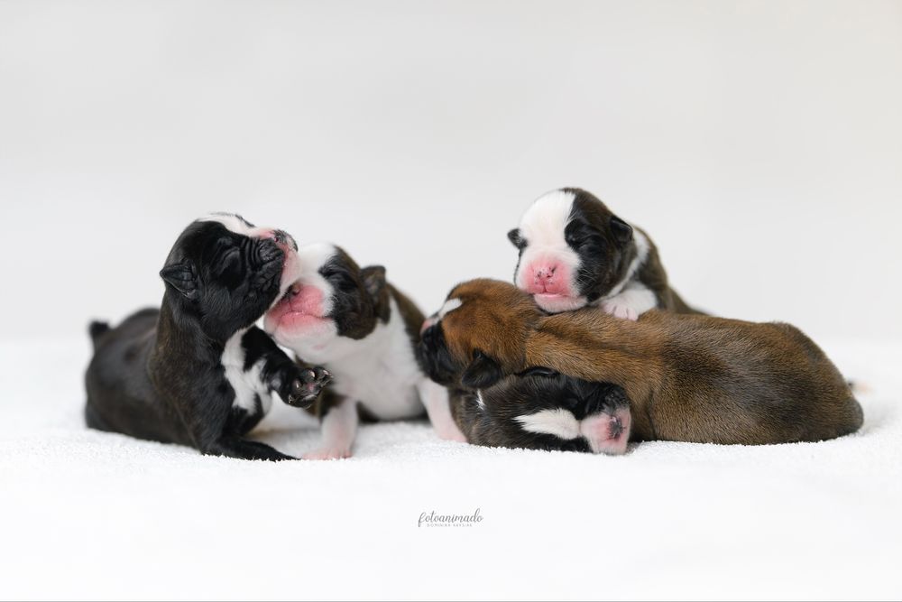 Bokser rasowy szczeniak ZKwP/FCI