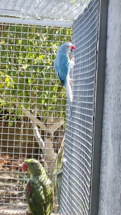Fêmea azul Cc adulta troco