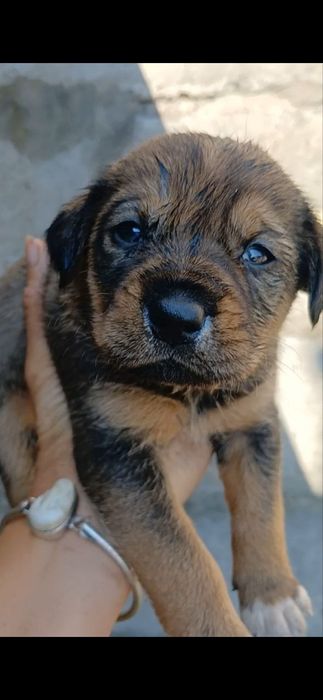 Віддам в добрі руки!