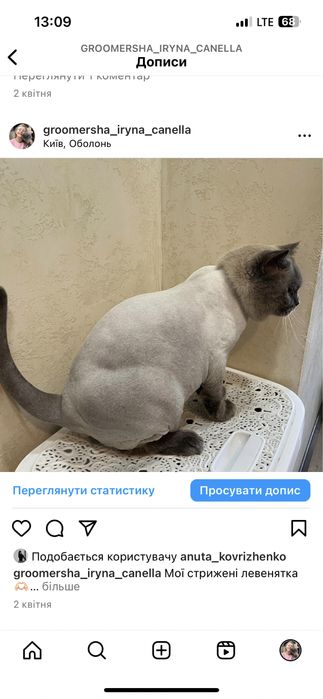 Святопетрівське Стрижка, грумінг котика,на виїзд,тиха машинка
