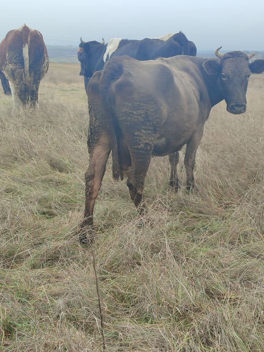 Корова продається