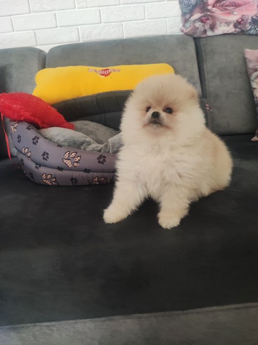 Pomeranian typ misia piesek