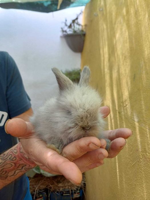 Coelhos Anões disponíveis