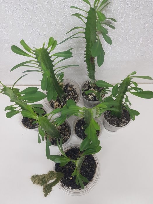 Молочай трехгранный. Доставка по центру города БЕСПЛАТНО  — 50 грн.