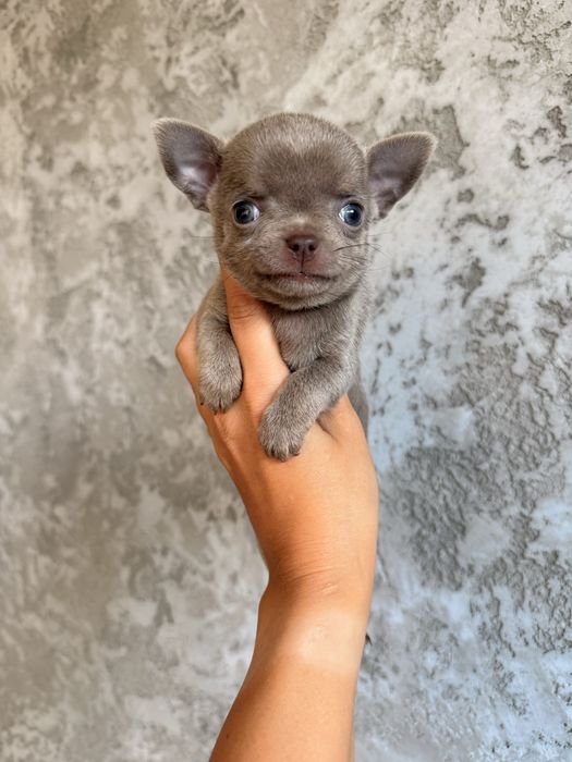 *LILI* mini Liliowa dziewczynka chihiahua