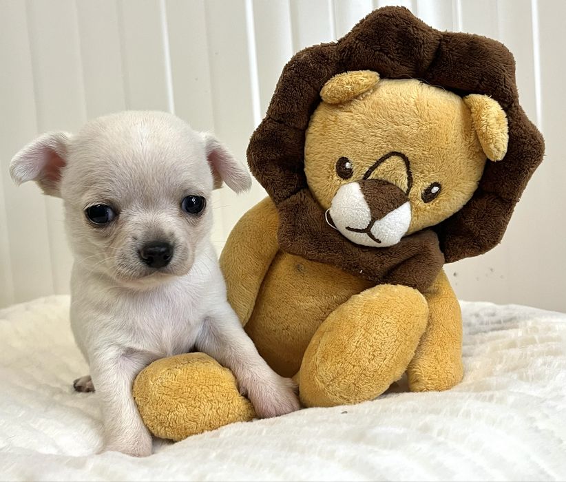 Chihuahua Macho Pelo Curto