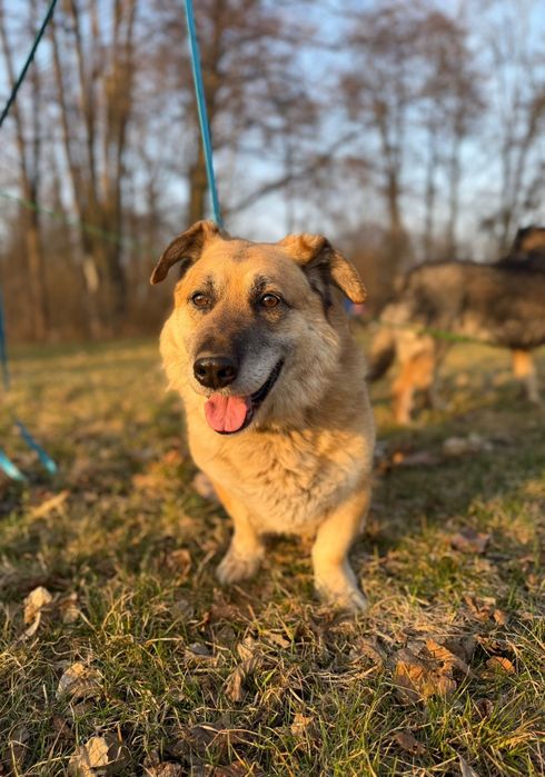10 letni Pies do adopcji
