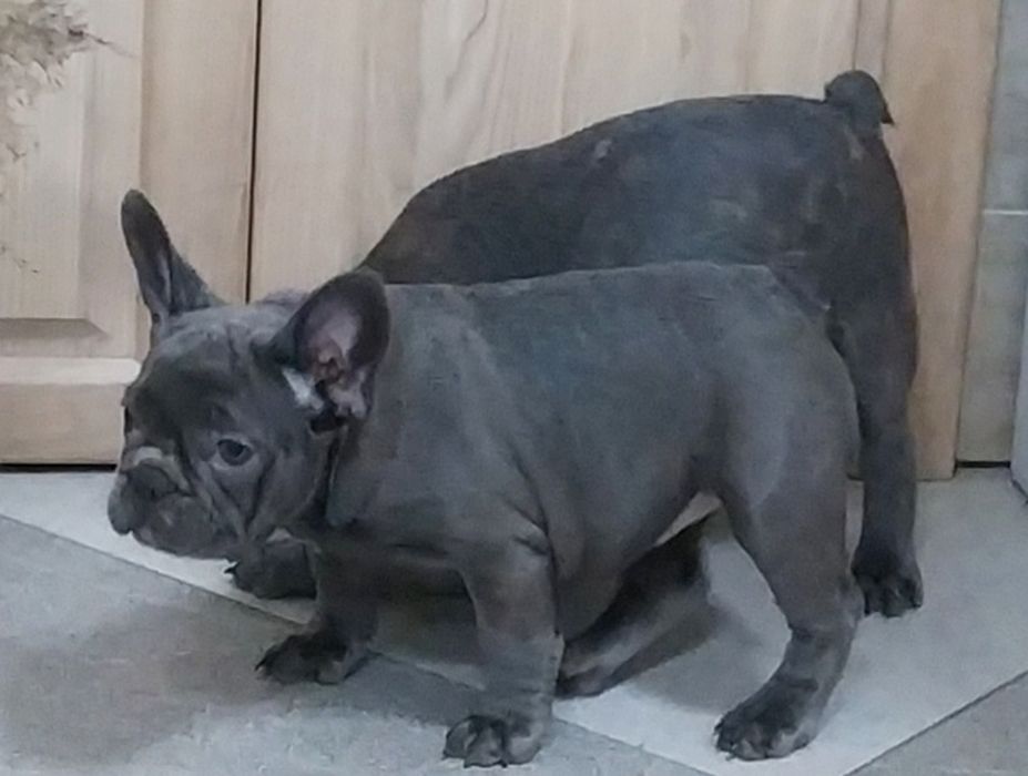Французський бульдог