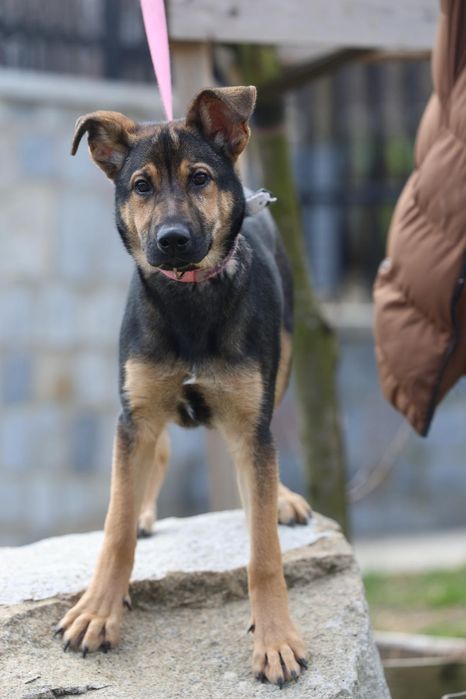 Szczeniak do adopcji