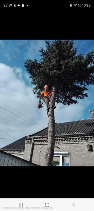 Wycinka drzew trudnych metodami alpinistycznymi, arborystyka