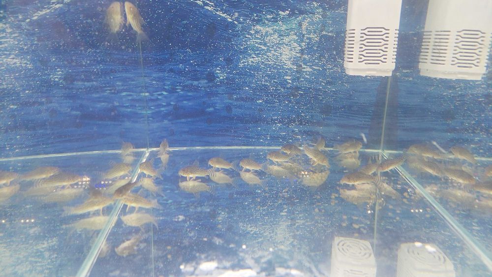 Kirys sterbai / sterby  (Corydoras sterbai) WYSYŁKA AKWAWIN
