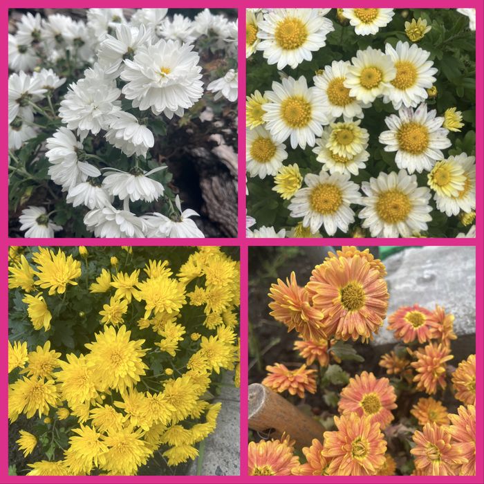 Хризантеми мультифлори та корейки