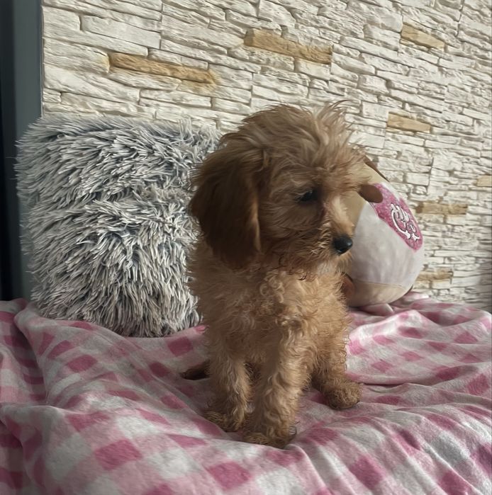 Pudel cavalier samiec cavapoo
