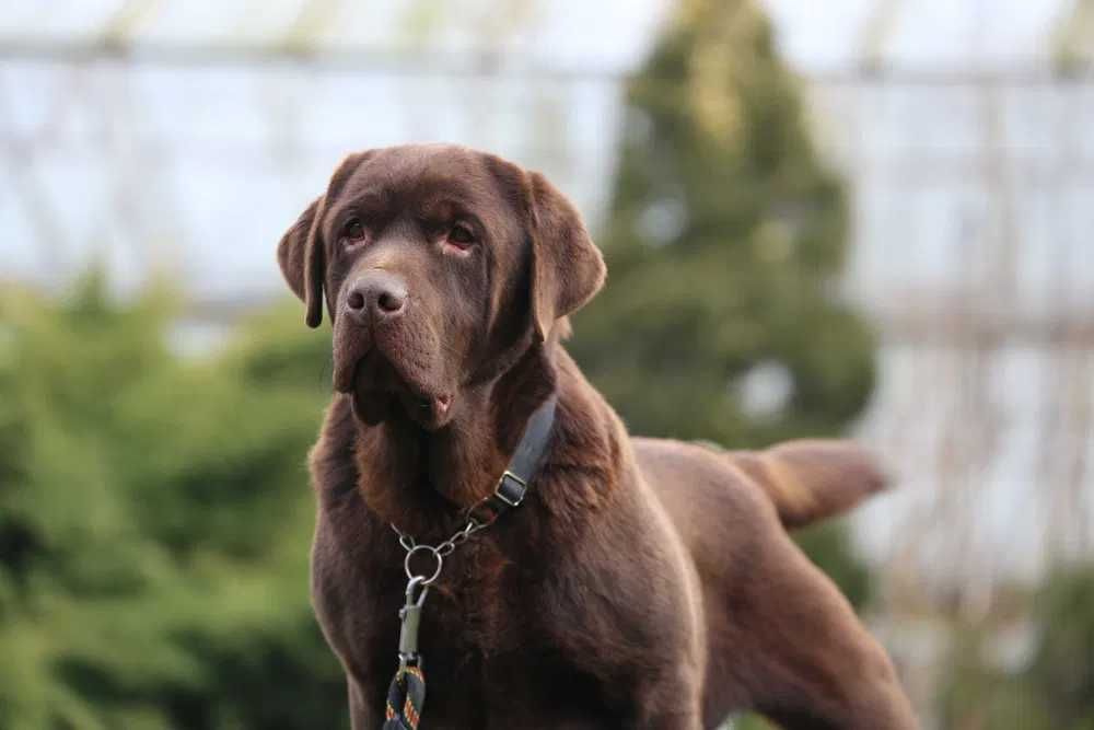 Labrador czekoladowy krycie