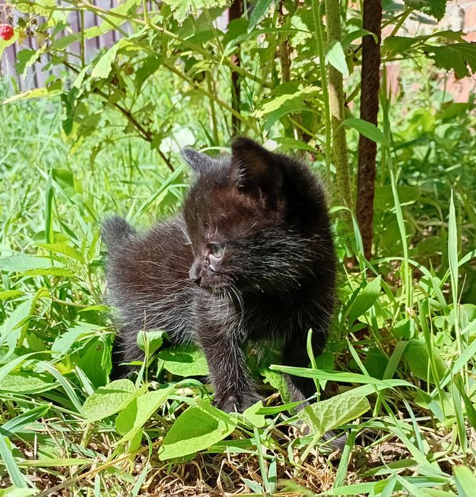 Отдам котят в добрые руки