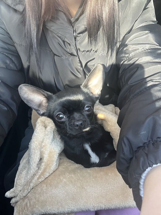 Малышка чихуахуа ищет любящую семью