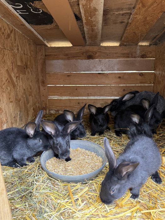 Фландер Європейська шиншила Полтавське срібло Кролі Кроленята