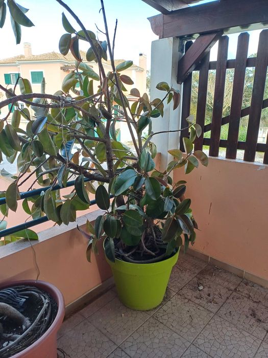 Árvore "Borracheira" (Ficus elastica)