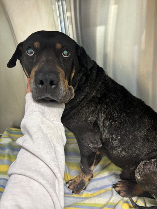 Cão macho para adoção