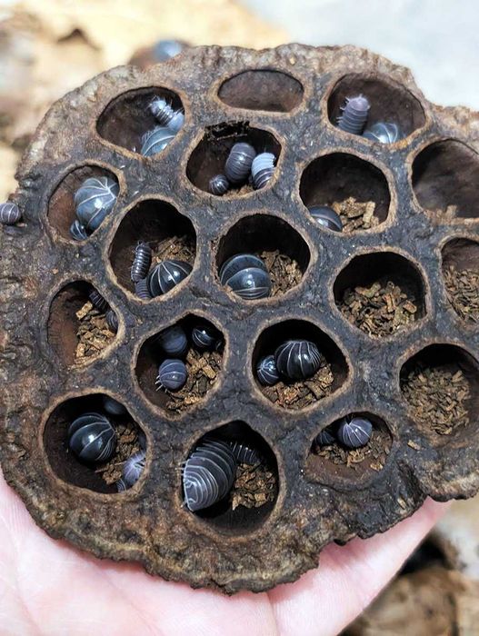 Armadillo officinalis isopody izopody kulanki