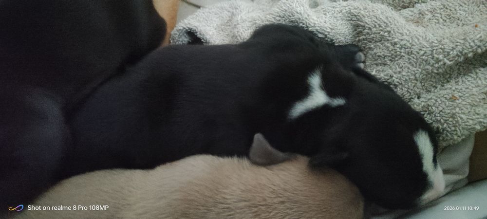 Amstaff szczeniaki brązowe i blue