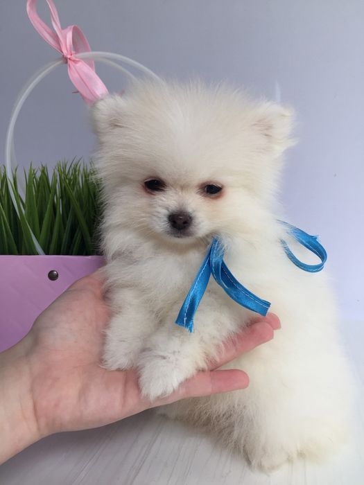 Прекрасні  Шпіци VIP  Хлопчик та Дівчинка