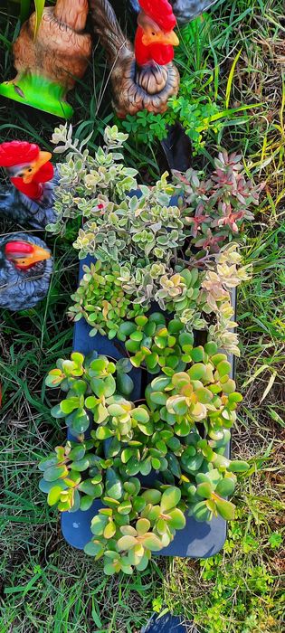 VASOS Suculentas reprodução caseira adaptadas ao tempo.