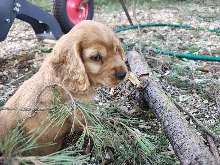 Cocker Spaniel piesek Dyzio