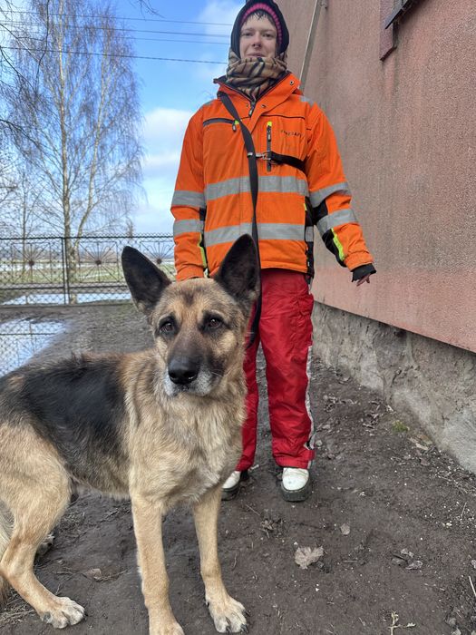 Mercuś Senior owczarek niemiecki do adopcji
