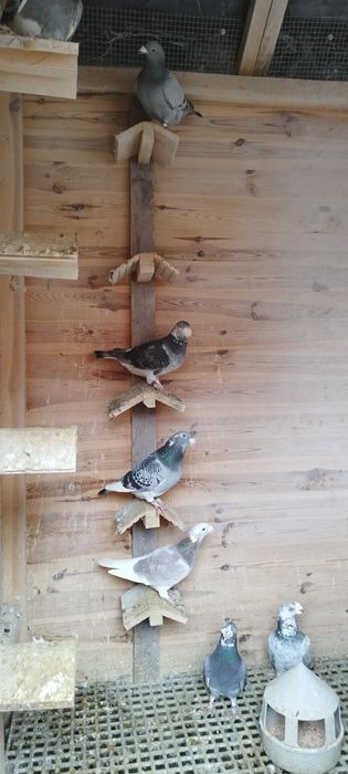 Gołębie staropolskie