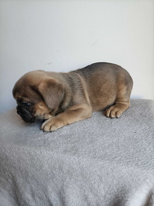 Bulldog francês blue faw