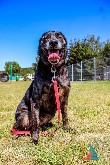 Kila 79/24 - SZUKA DOMU!