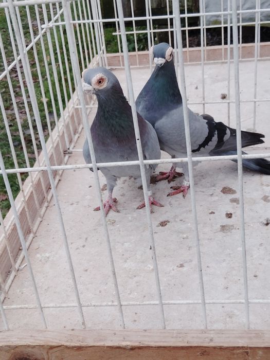 Gołębie ozdobne Brodawczak Polski