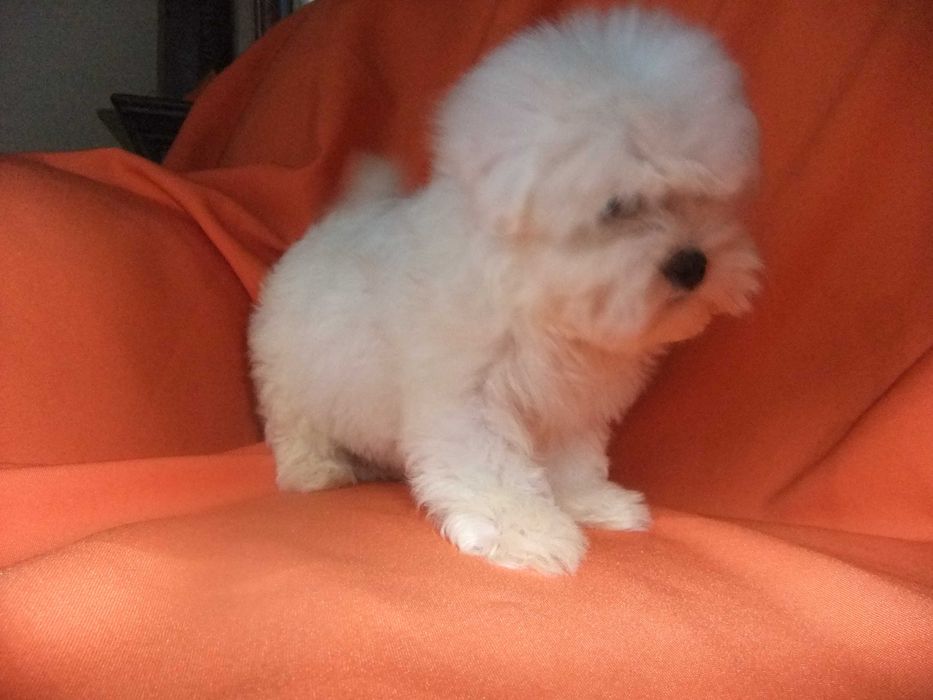 cachorro bichon maltês com qualidade