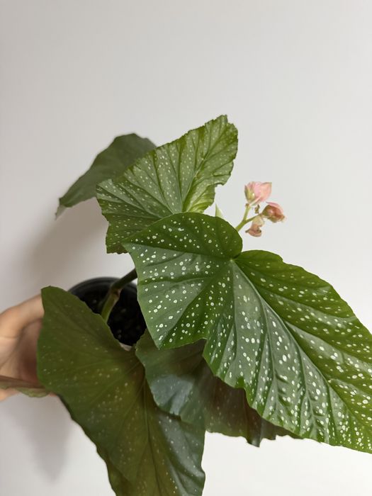 Begonia Diadema e carolina lucerna