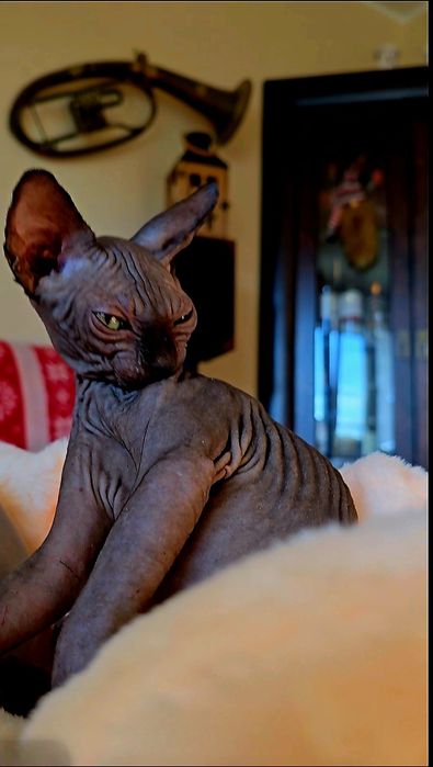 Kot sfinks kocurek czarny pieszczoch