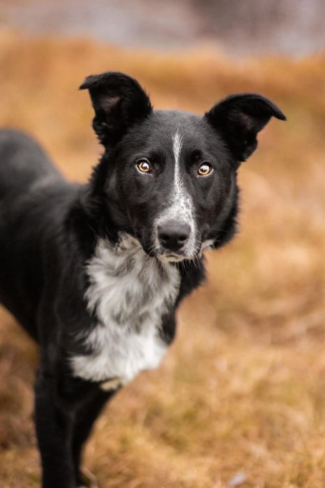 pies w typie border collie szuka domu