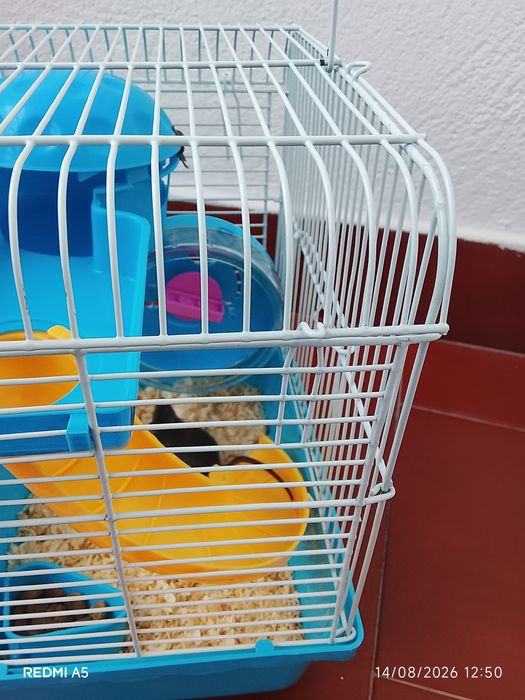 Camundongo/Rato pequeno com gaiola