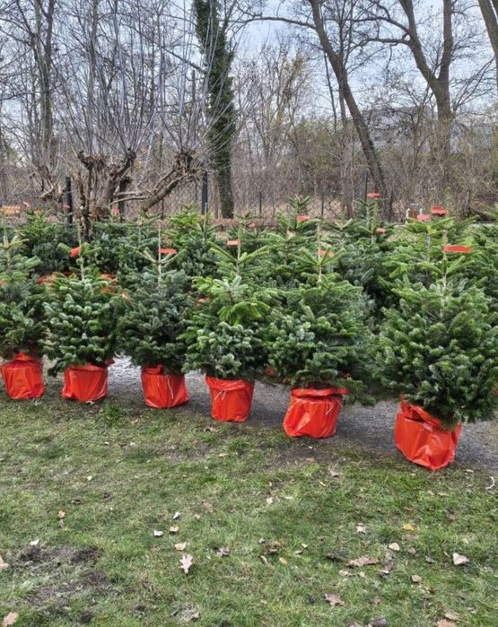 Worki foliowe na choinki czerwone 35cm średnicy