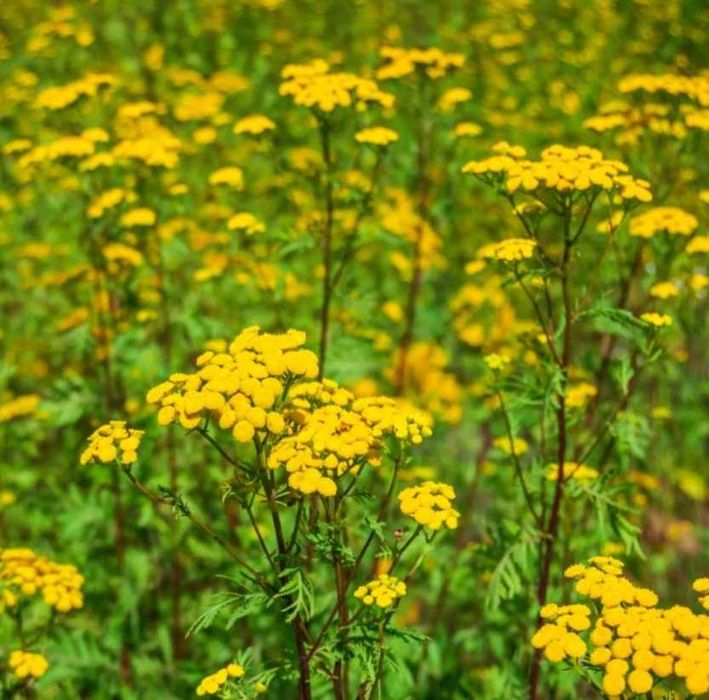 Macerat z wrotyczu pospolitego 250 ml.