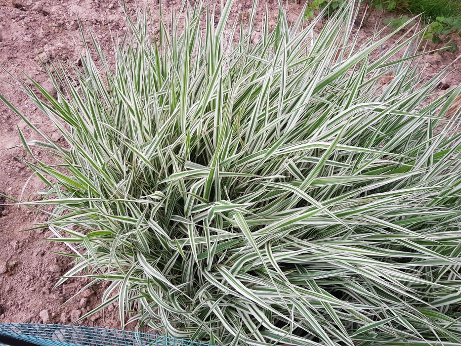 Trawa ozdobna Turzyca