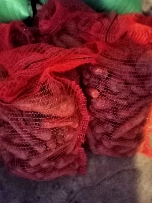 buraki pastewne cukrowe ręcznie kopane dla królików koni