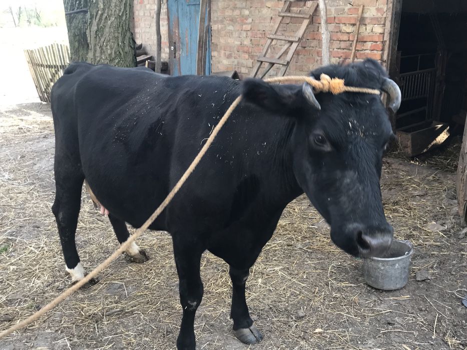 Продам корову 10 років
