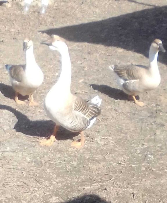 Пропоную  яйце гусине від  Кубанскої  сірої