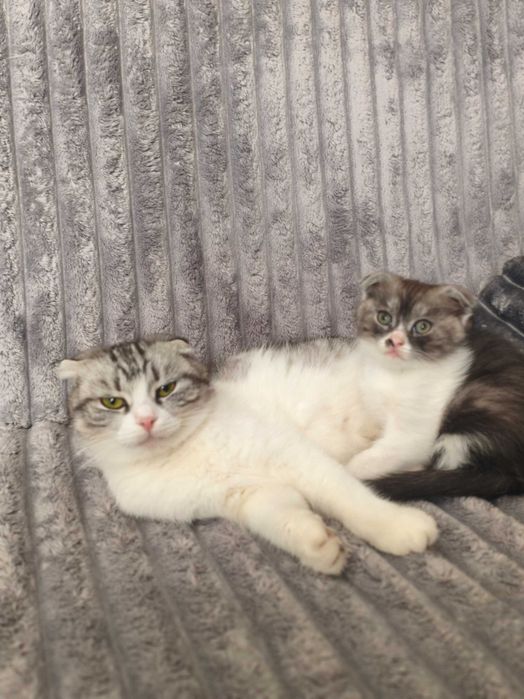 Висловухе кошеня, котик